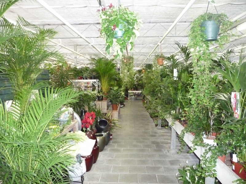 Kamerplanten bij Tuincentrum Het Westen